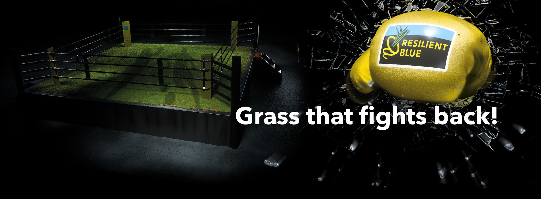 Resilient Blue - Grass that fights back! HEADER-Turf-INT-Resilient-Blue-700p-2024!