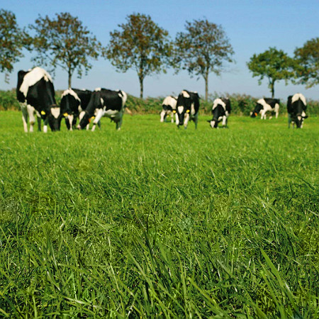 Landwirtschaftskammer: Rohrschwingel gut verdaulich