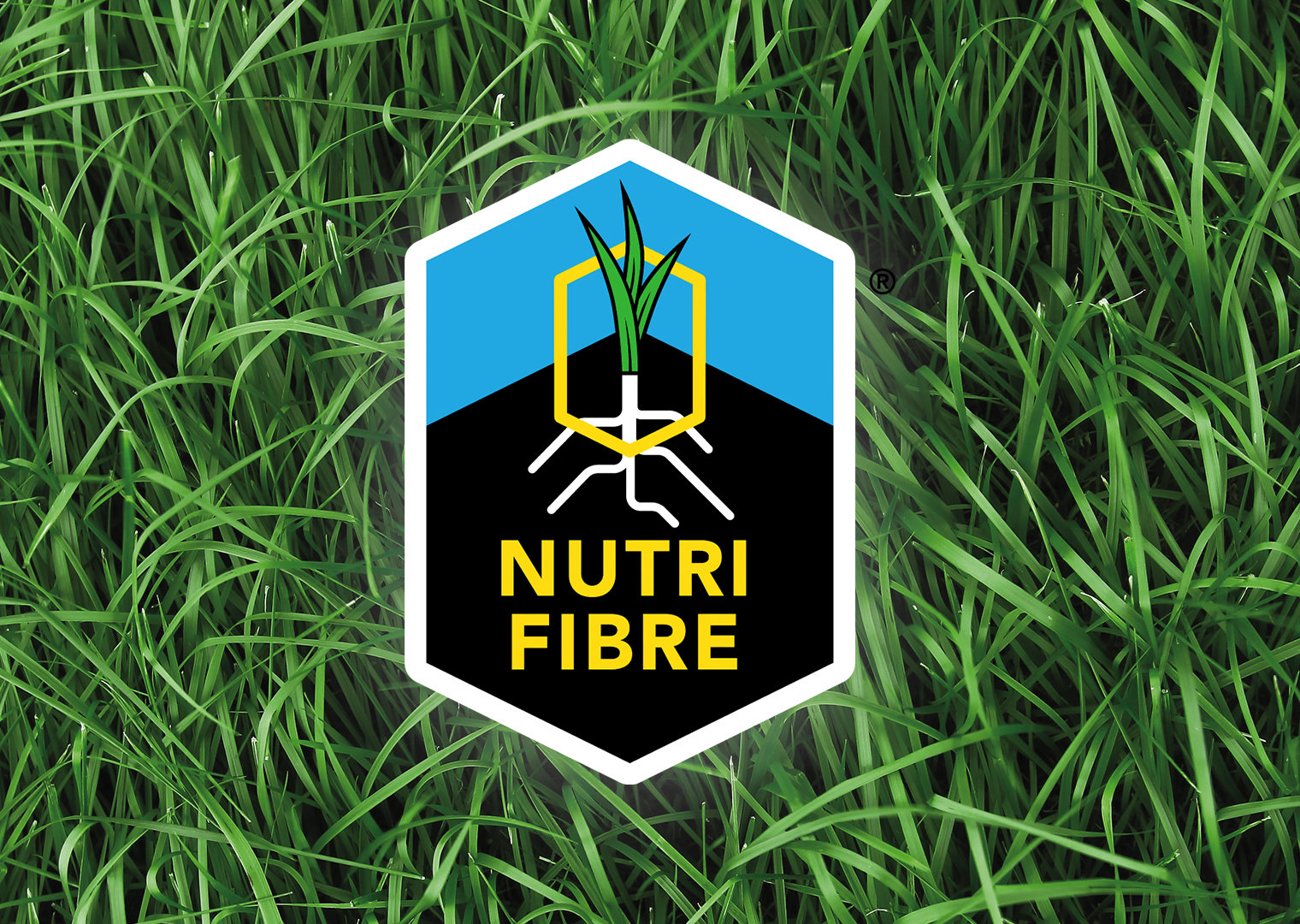 NF_logo_optional_link-edit_02!
						