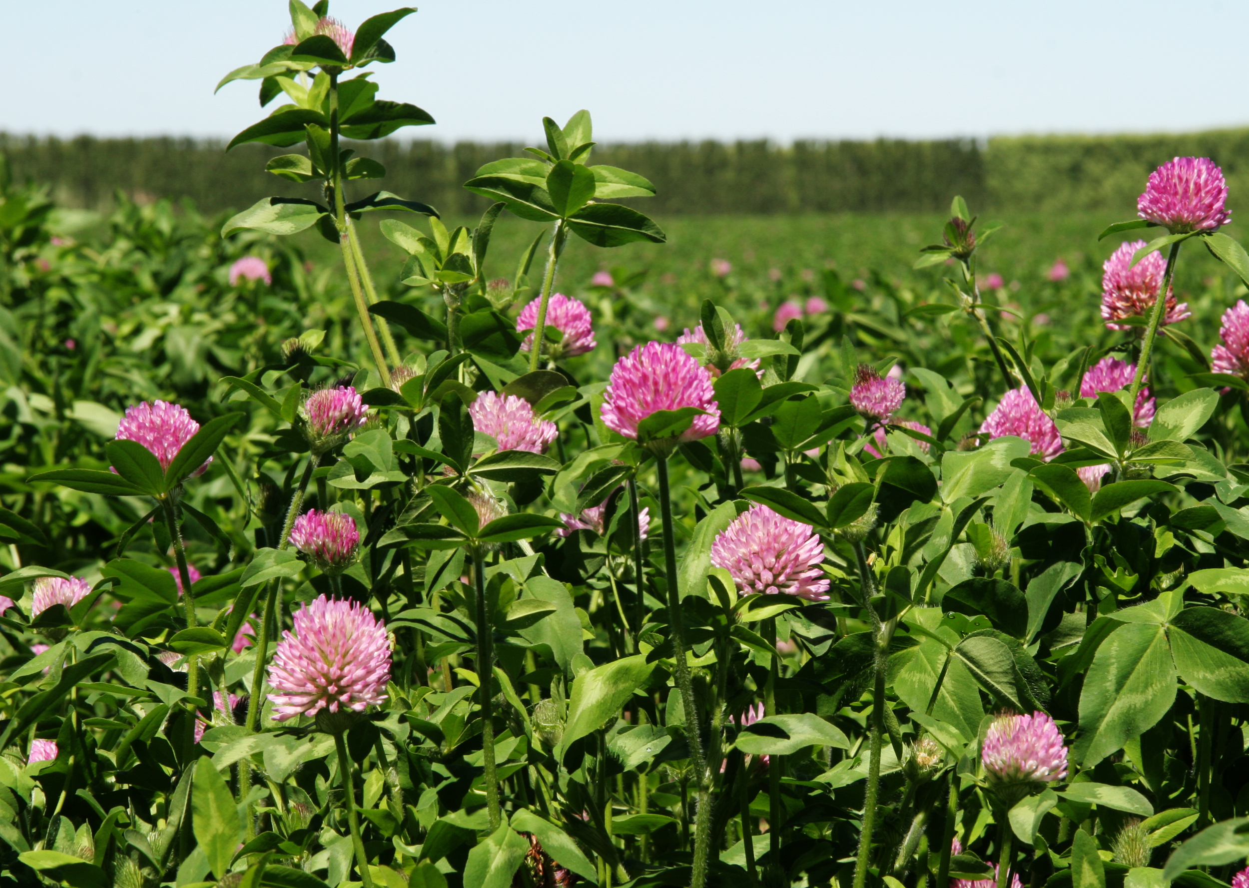 Klee senkt die Produktionskosten der Milch um 1 Cent