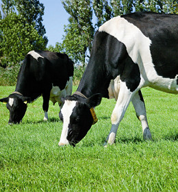 Fünf Gründe  weshalb es sich lohnt jetzt in gutes Grasland zu investieren.