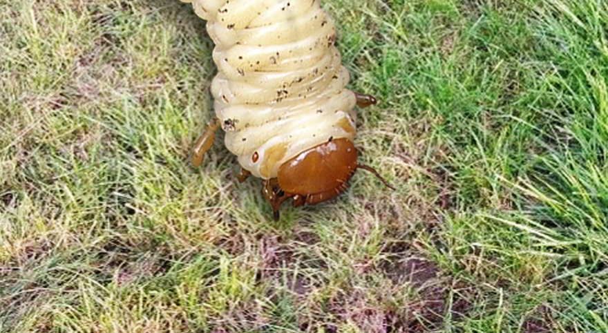 Gesamtansatz erfolgreich gegen Engerlinge