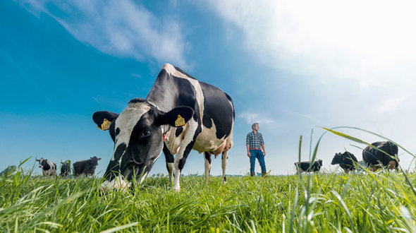 Futterbau / Grünland