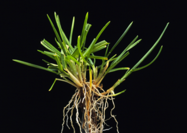 Was ist Wiesenrispengras?