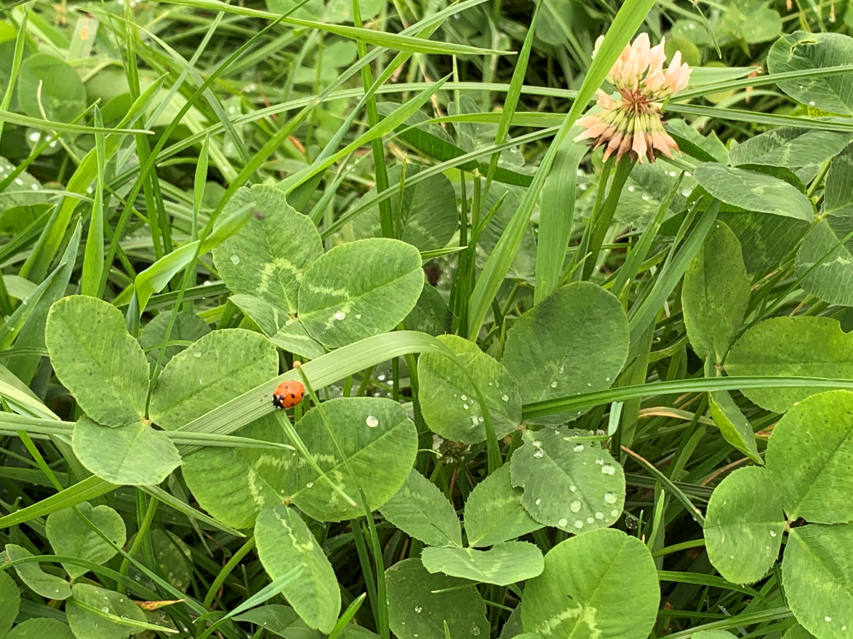 Wichtige Aspekte für die Kleenachsaat