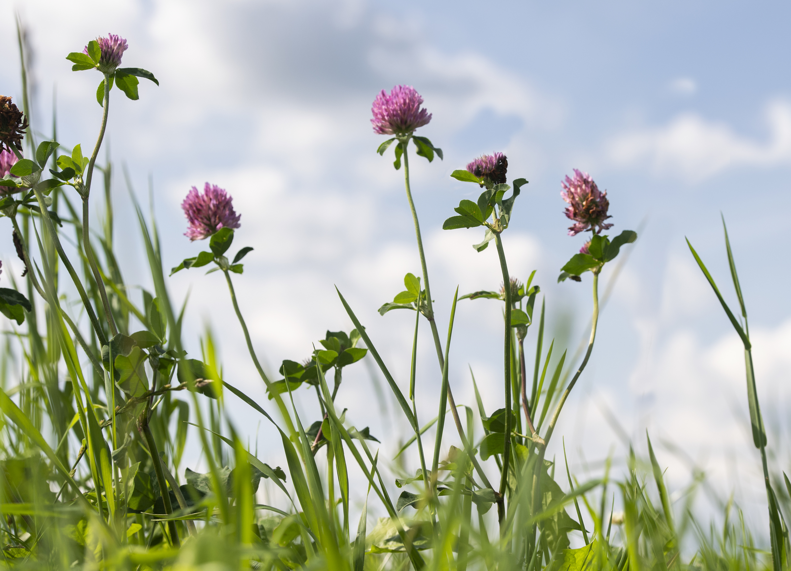 Unser Klee ist startklar