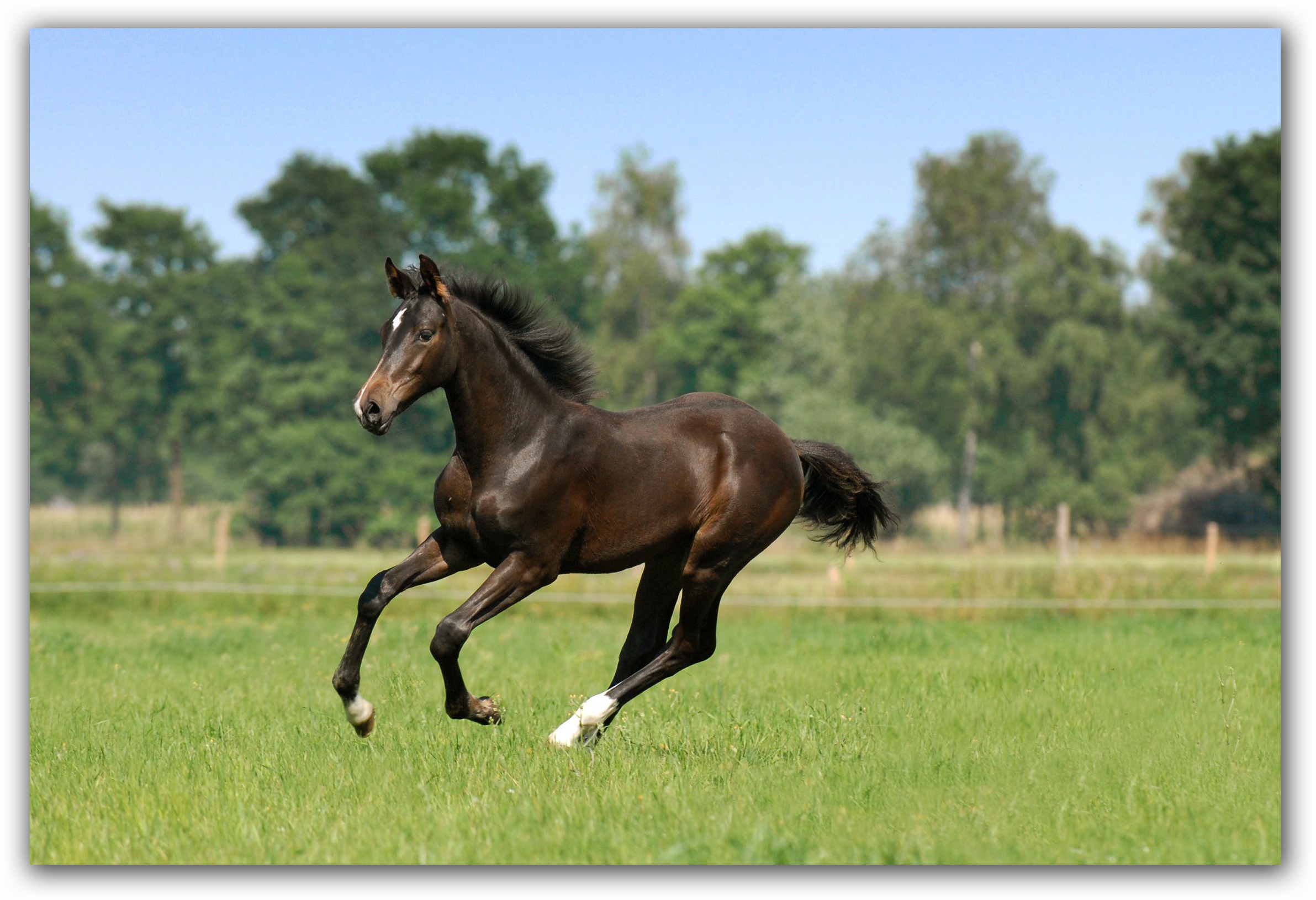 Niedriger Fruktangehalt
