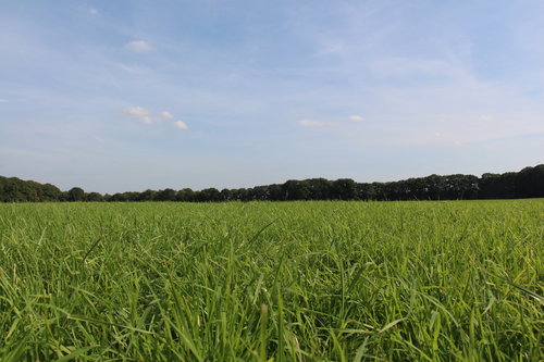 De nieuw ingezaaide maaipercelen leveren een uitstekende opbrengst