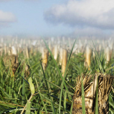 Wahl der Zwischenfrucht: vom Sommer 2019 lernen!