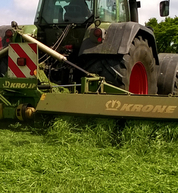 Proteinpflanzen selbst anbauen