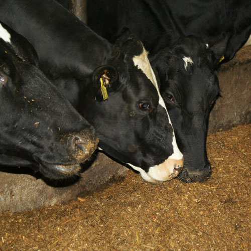 "Kein Gras ist so gut wie GS•Struktur"