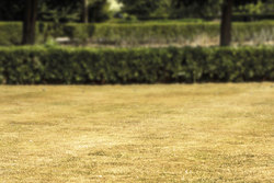 Feine Schwingelgräser vertragen oft keine Hitze