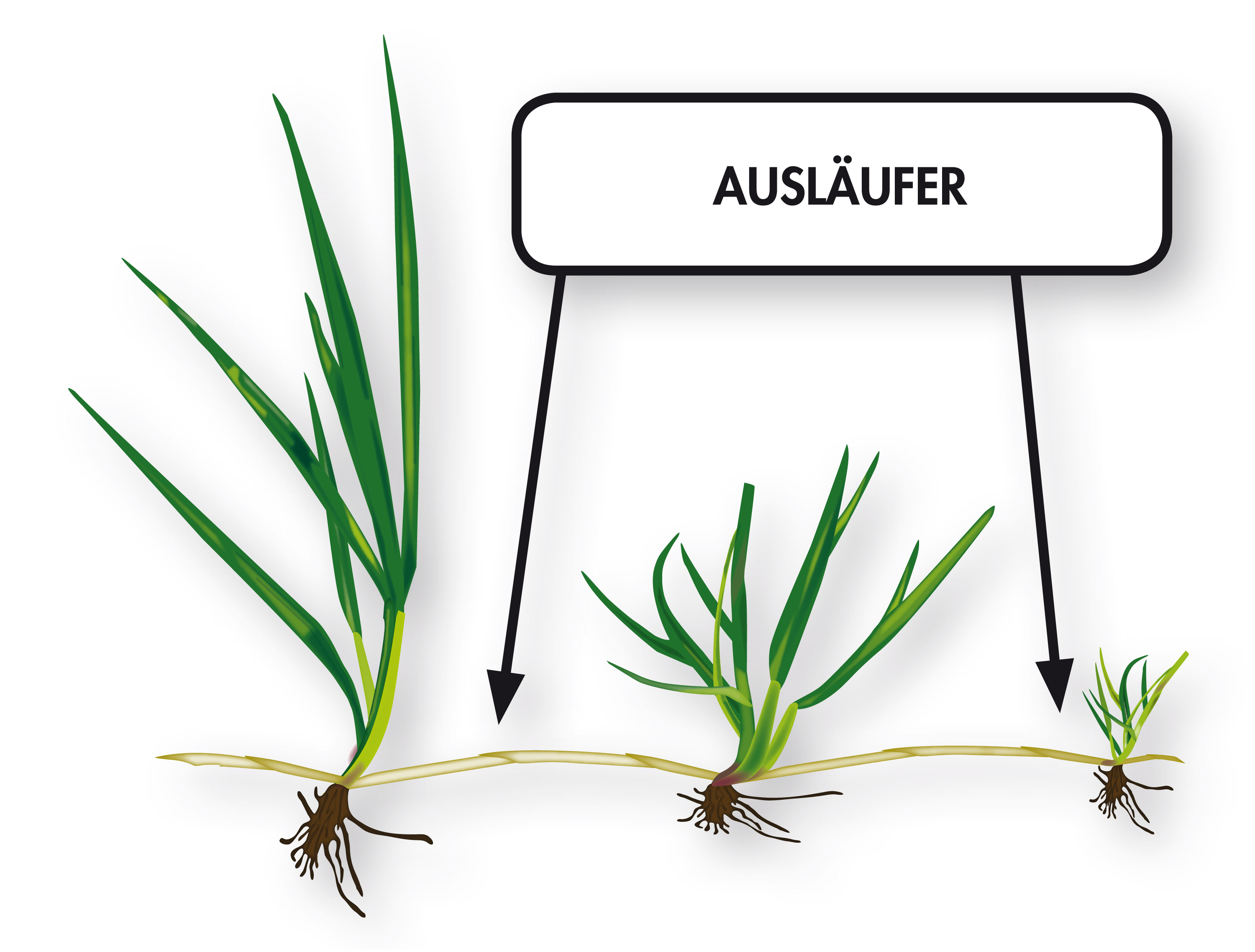 Horizontale Ausläufer