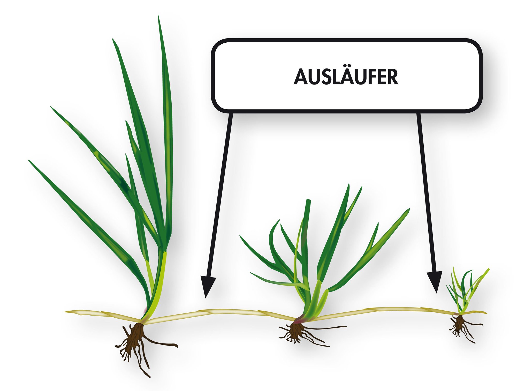 RPR ausläufer
