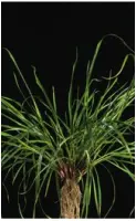 Lolium multiflorum2
