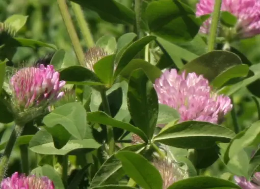 Klee erhöht den Proteingehalt und den Grasertrag