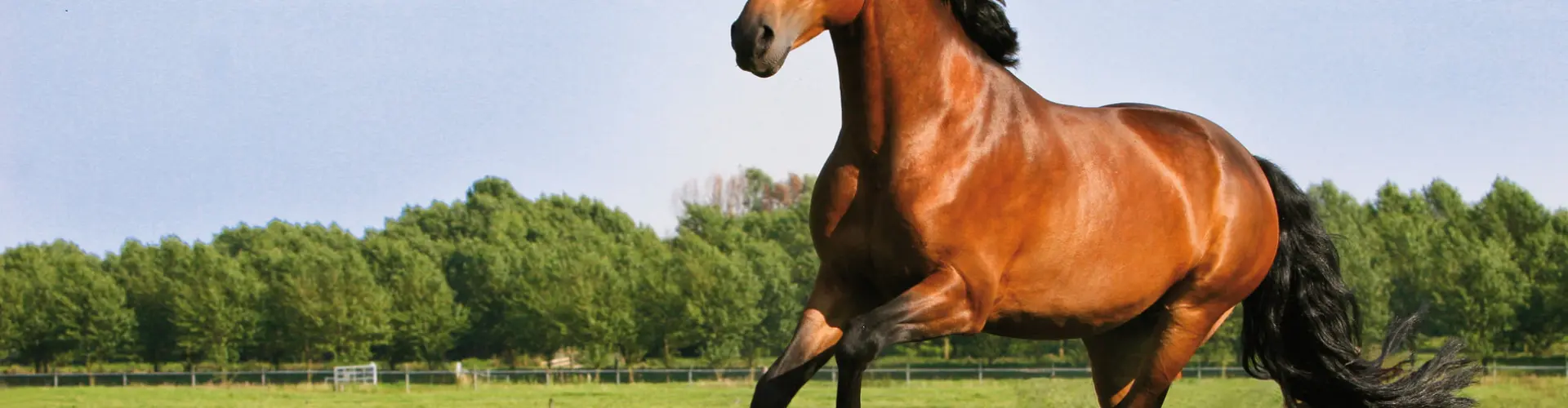 PORTAL_SLIDE_over_horse_master