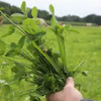 Kräuterreiches Grünland hat mehr Vorteile als nur die biologische Vielfalt