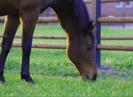 Optional_link_Gras_en_voeding_2