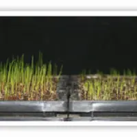 Super Over Seeding