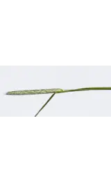 _MG_6631_vossestaart