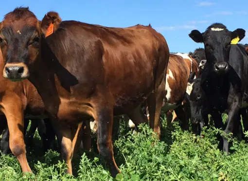 Hervorragender Futterwert