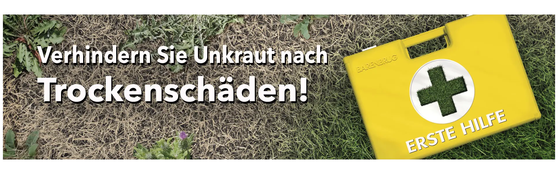 Verhindern Sie Einjähriges Rispengras nach Trockenschäden!