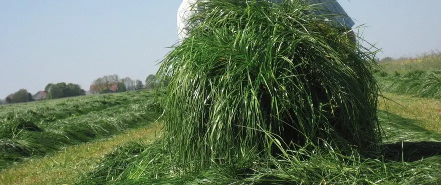 Large_Lolium_Multiflorum_HR