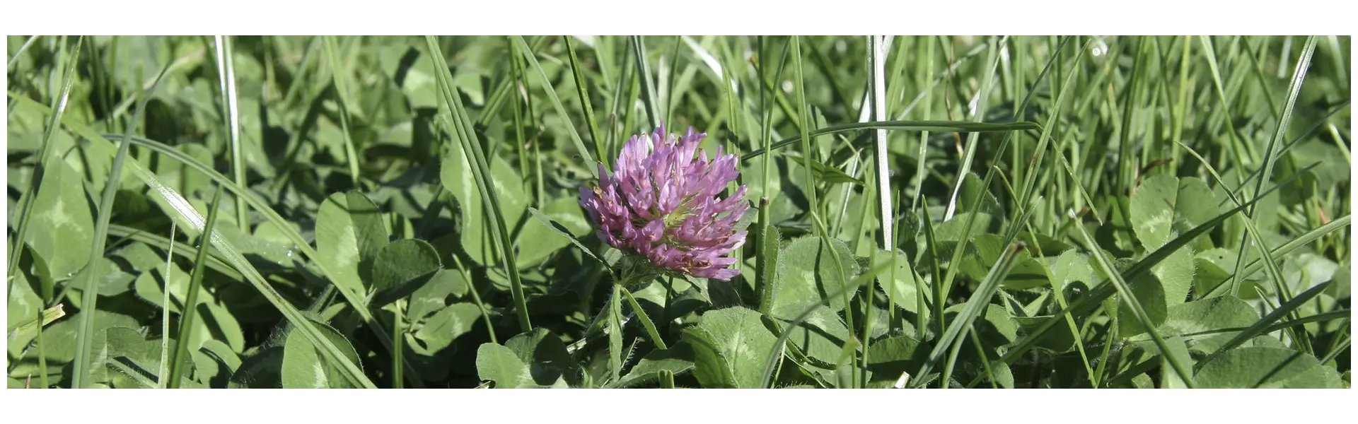 Acht Vorteile von Wiesenklee