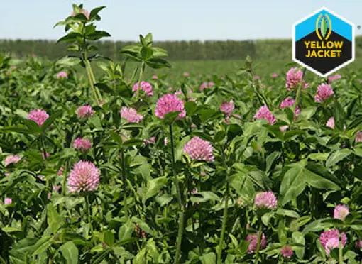 OL_Barenbrug_RedClover_YellowJacket