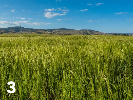 teff-3