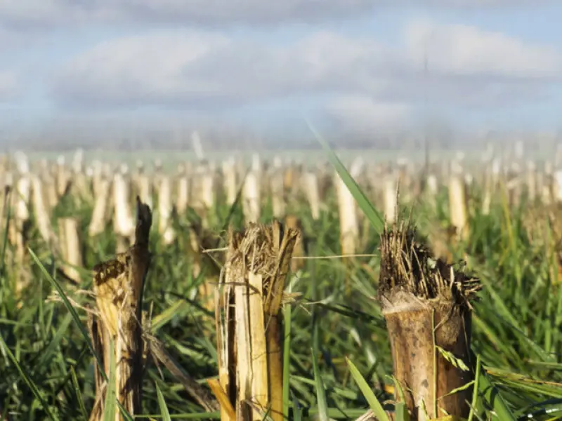 Header_keuze_vanggewas-1