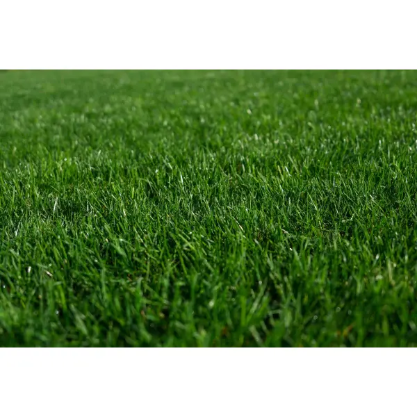 RPR Lawn 2