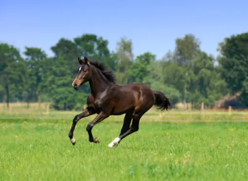 Optional_link_Gras_en_aanleg_onderhoud_weide_2