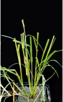 TIFFANY - Eragrostis tef
