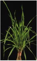 Bromus subsps2