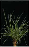 Phleum pratense2