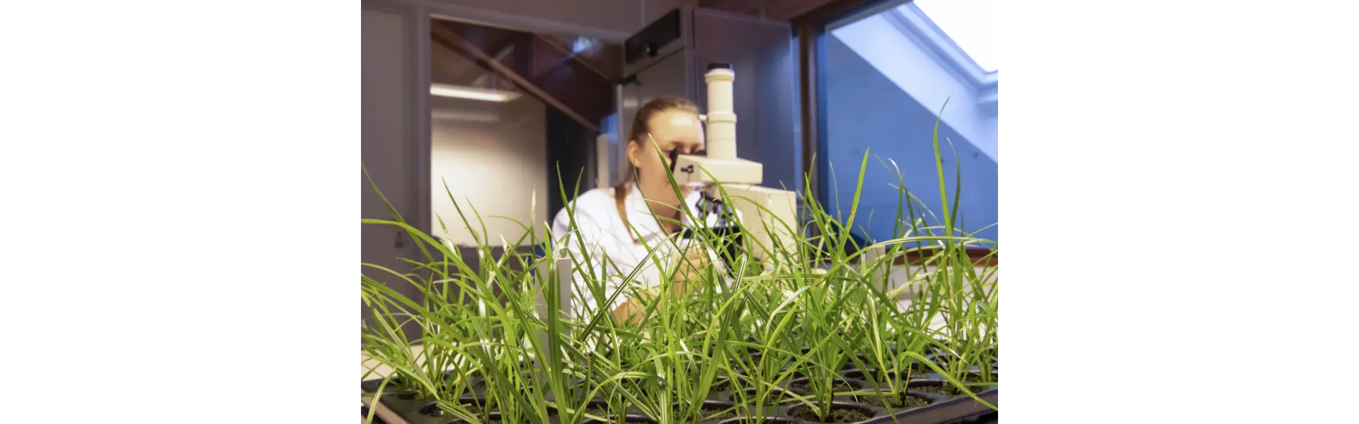 Barenbrug investiert in klimabeständige Graslösungs-Technologie, um Umweltprobleme anzugehen