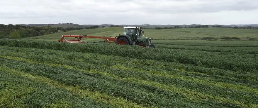 Large_Lolium_Westerwoldium_HR