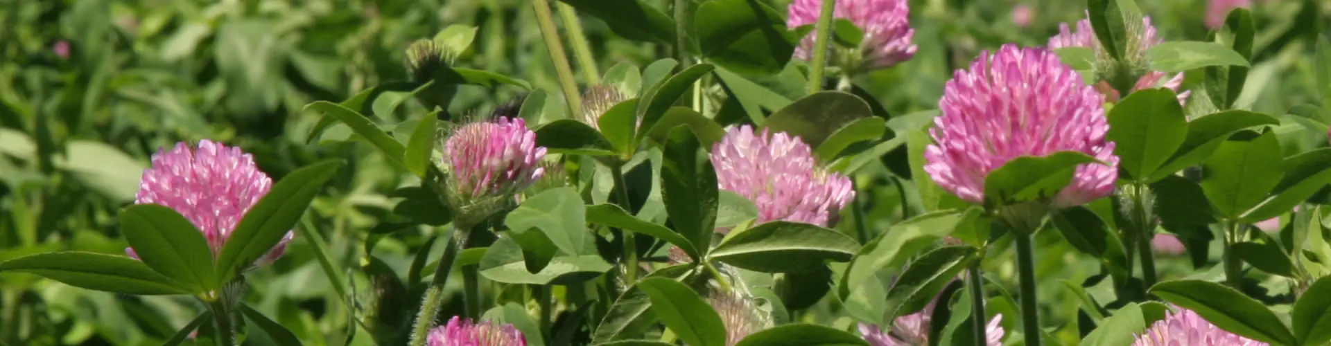 Klee erhöht den Proteingehalt und den Grasertrag