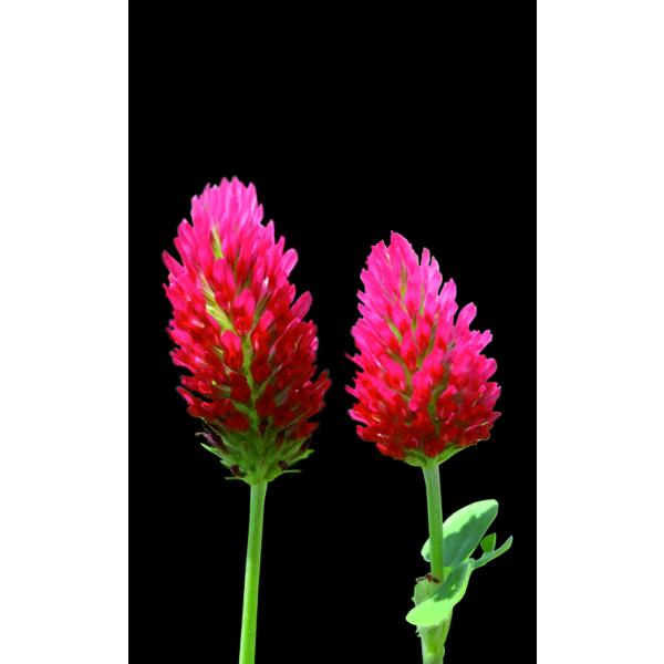 Blaza - Inkarnatklee