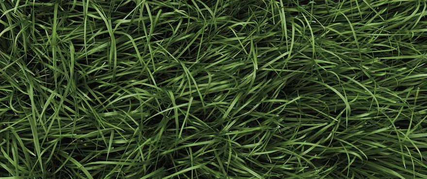 Large_Festuca_Arundinacea_HR