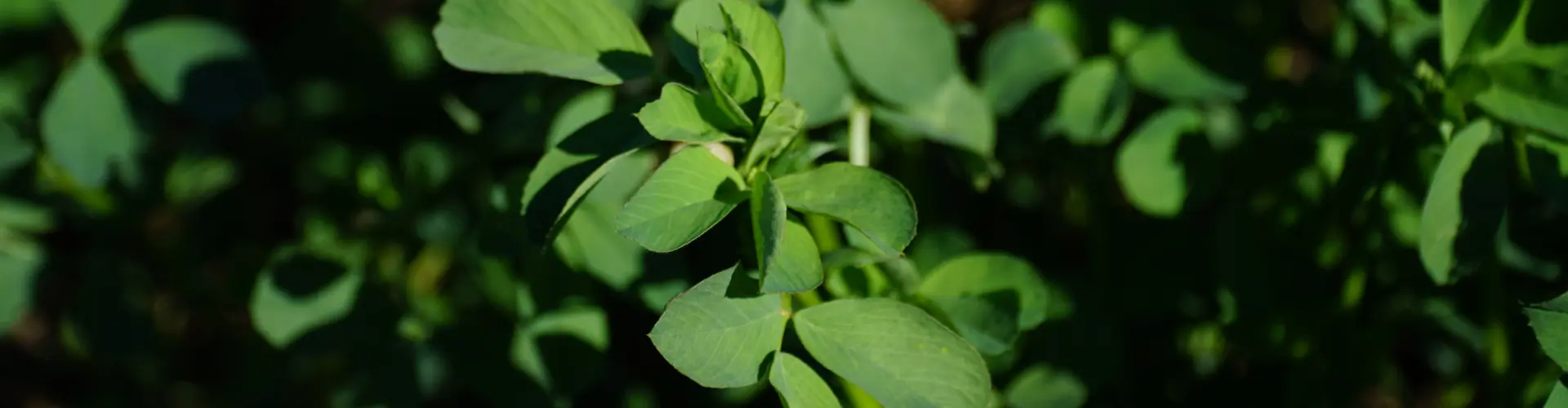 Krankheiten an Luzerne