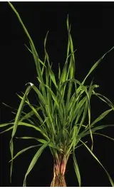 Bromus subsps2