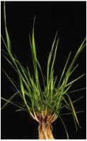 Festuca arundinacea2