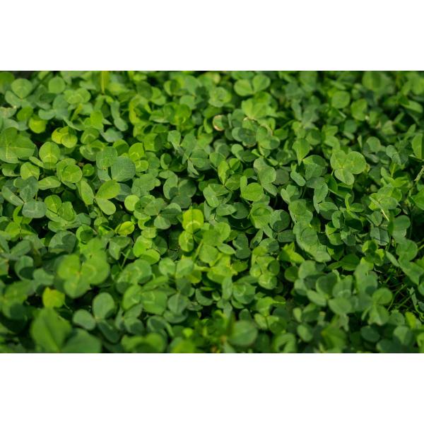 Lawn Clover 9