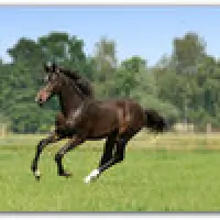 Niedriger Fruktangehalt