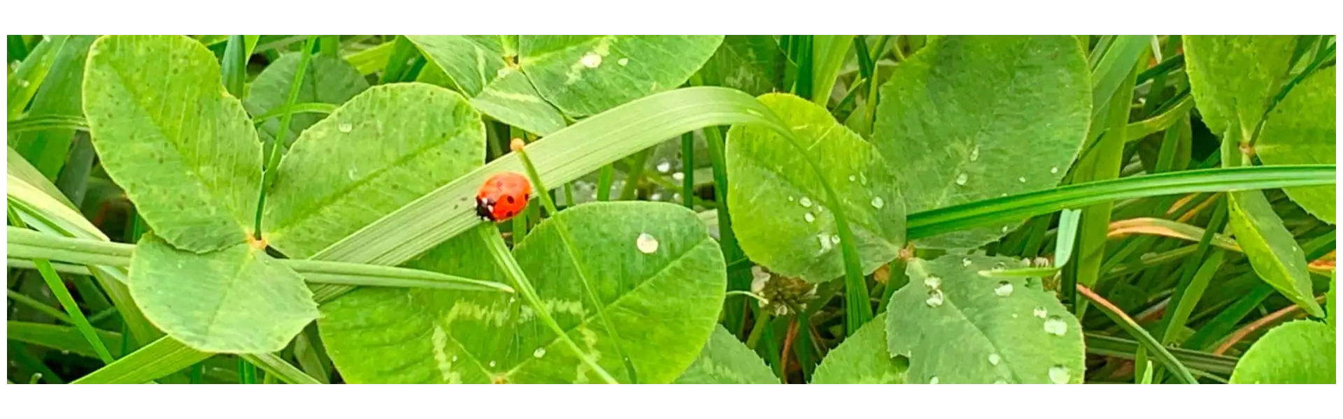 Wichtige Aspekte für die Kleenachsaat