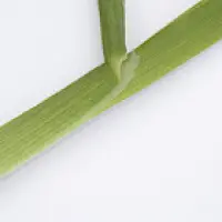 Knaulgras (dactylis glomerata)