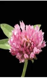 Trifolium pratense
